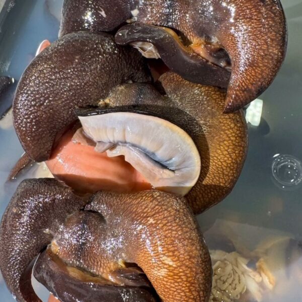 Jumbo Bush snail (10pcs)