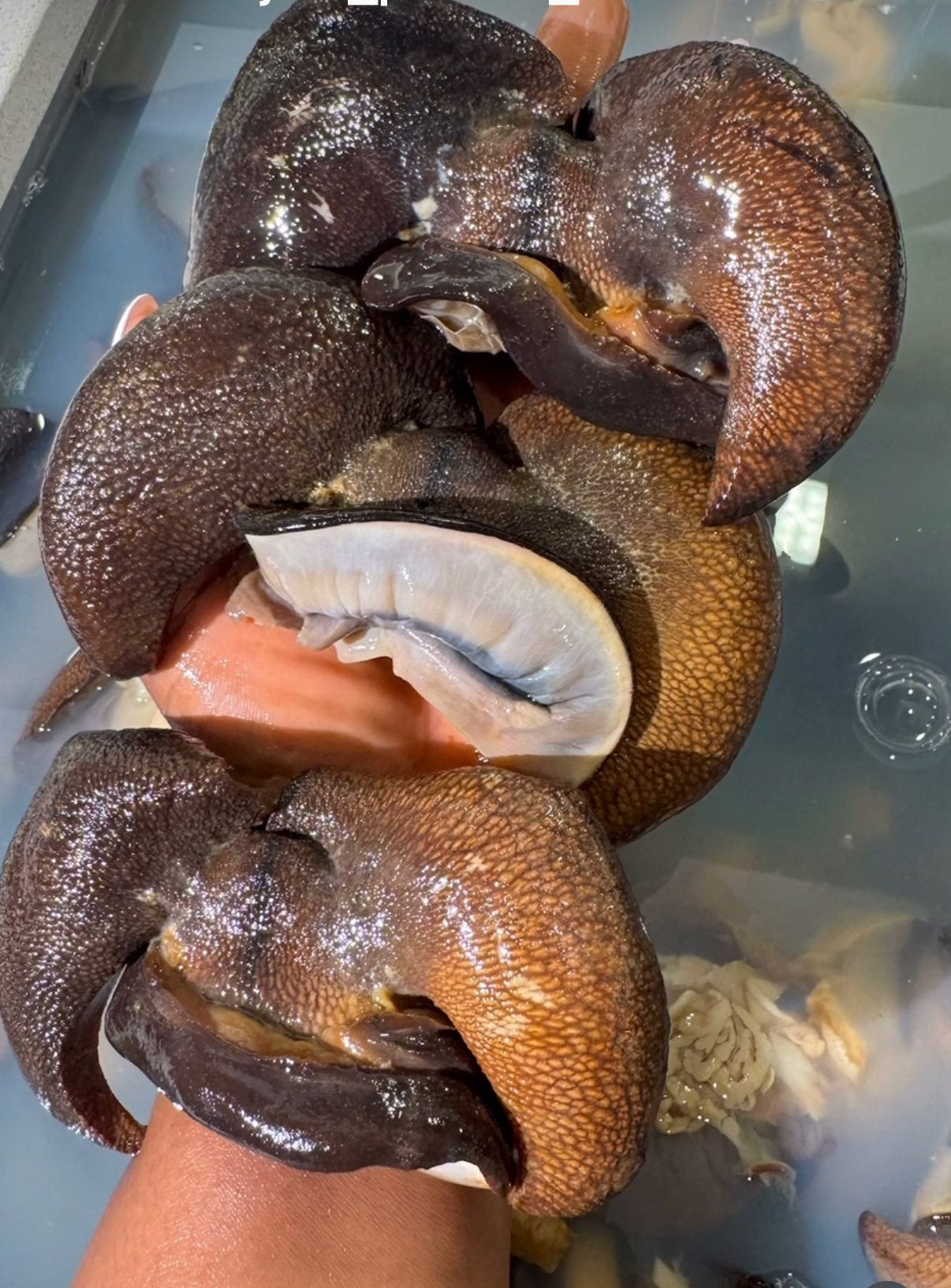 Bush Snail Jumbo Bush snail (10pcs) - Image 1