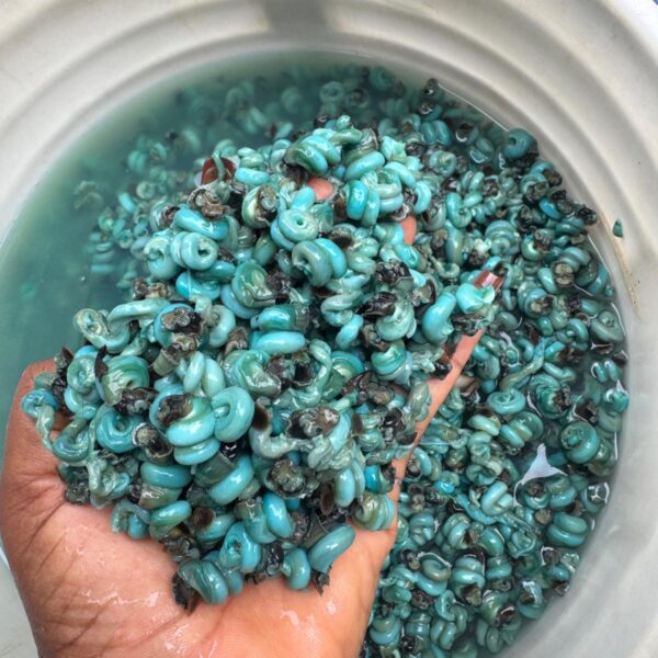 Wet Periwinkle (200g)